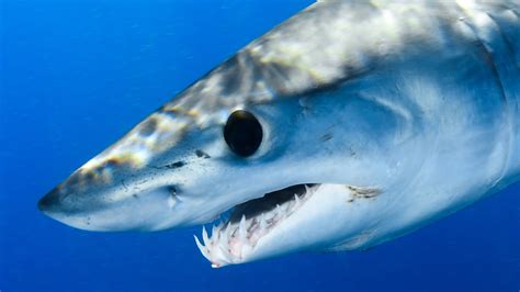 Here's How Fast Mako Sharks Can Actually Swim