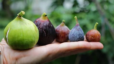 Q: "Why are my Figs so Small?" | All About the Size of Figs - YouTube