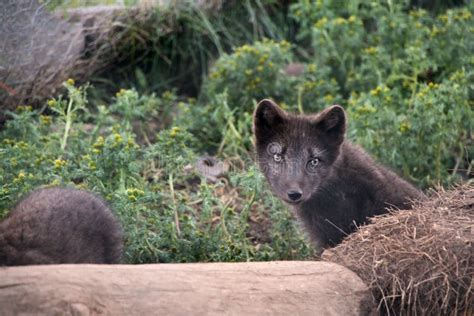 Arctic Fox eating stock photo. Image of eating, colors - 19200496