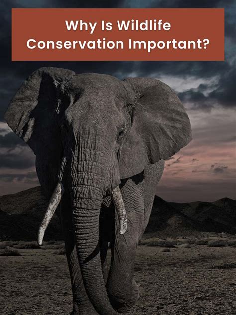 Why Is Wildlife Conservation Important? - Earth Reminder