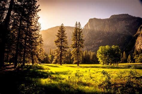 Green Grass Field Trees, HD Nature, 4k Wallpapers, Images, Backgrounds ...