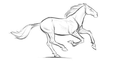 How to Draw Horses Course | Horse drawings, Horse animation, Animation ...