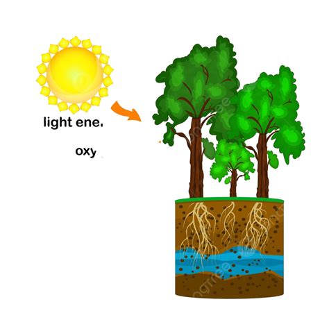 Photosynthesis Diagram Process Of Plant Produce Oxygen White Background Science Design Vector ...