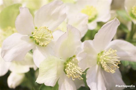 Christmas Rose, Helleborus niger - How to Plant and Care - Plantopedia