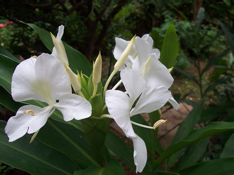 gardentropics: Today's Flowers- Scented Flowers and Plain Flowers