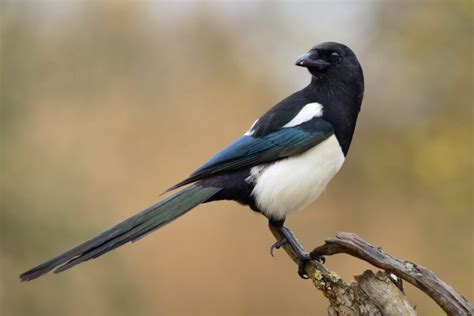 Eurasian magpie: call, nesting, diet & more - Plantura