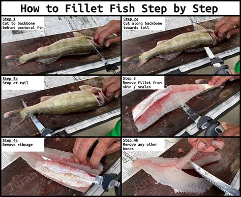 How To Fillet Fish [Definitive Guide] - Juran Adventures