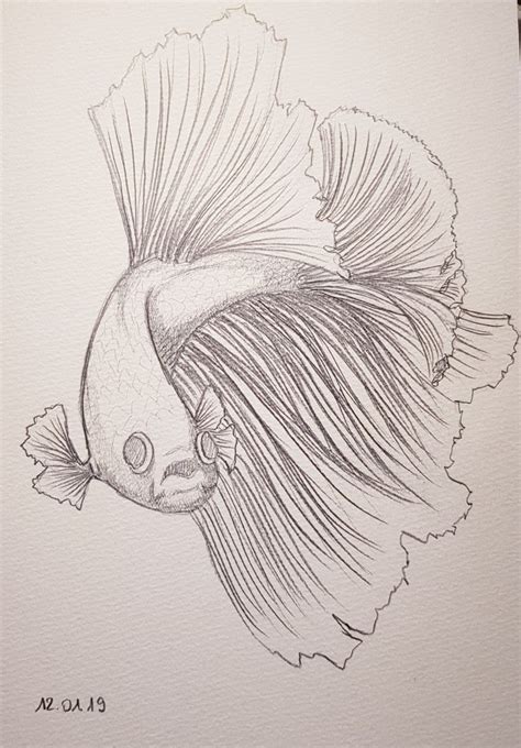 Betta fish 🐟 | Fish sketch, Fish drawings, Koi fish drawing