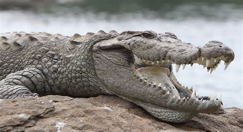 Mugger Crocodile | The Animal Facts | Appearance, Diet, Habitat, Behavior