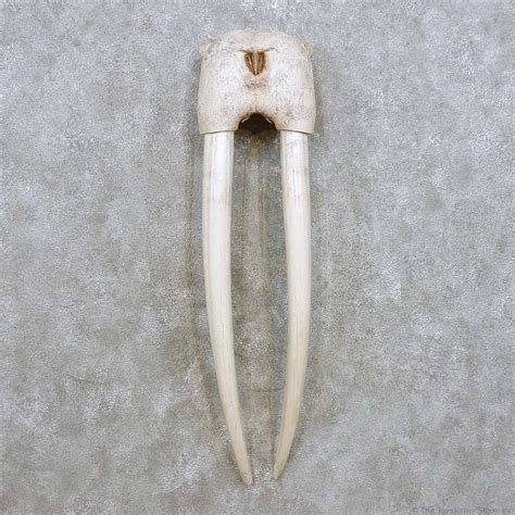 Goods from Central Asia - Walrus Tusks | Walrus tusks, Tusk, Walrus