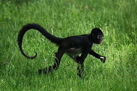 490+ Spider Monkey Tail Stock Photos, Pictures & Royalty-Free Images - iStock