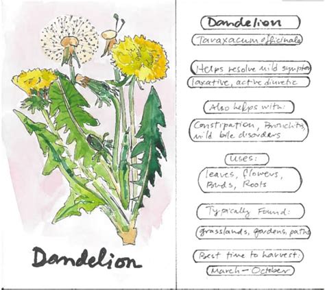 The Health Benefits of Dandelion - Healthy Hildegard