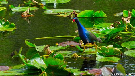 Everglades National Park | WILDLIFE VIEWING