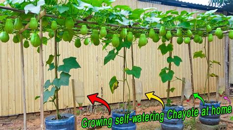 Tips for growing chayote in plastic containers, producing many fruits ...