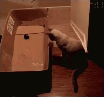 Cat Cats GIF - Cat Cats Explode - Discover & Share GIFs