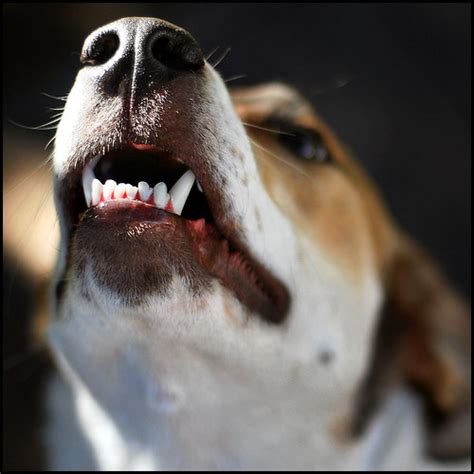 Rivers the Dog | Bark! | Matthew Roberts | Flickr