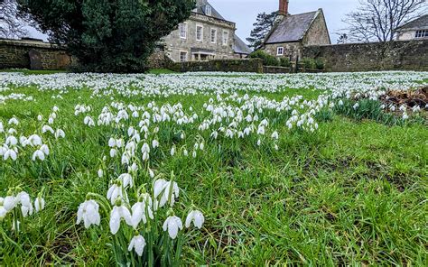 Organiser Says Snowdrop Festival Brings Out ‘The Best In Shaftesbury ...