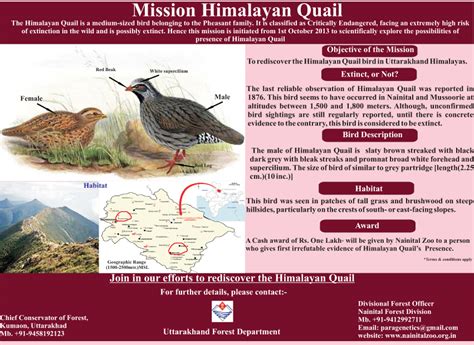 The quest for the Himalayan Quail - Livemint