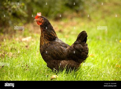 Little red hen hi-res stock photography and images - Alamy