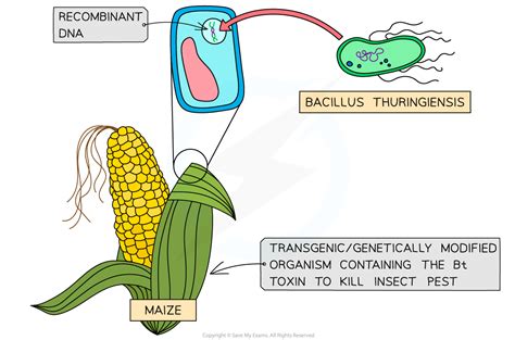 IB DP Biology: SL复习笔记3.4.3 Genetic Modification-翰林国际教育