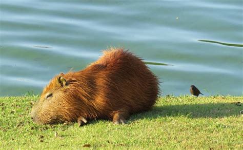 How Long Do Capybaras Sleep – Capybaras Napping Habits - Rodents Info