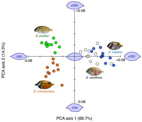 Spatial distributions, feeding ecologies, and behavioral interactions ...