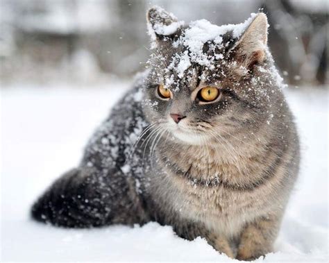 Pin on Bezaubernde Katzen im Schnee | Winter cat, Cat background, Cats ...