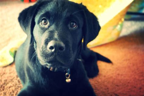 Lab Newfoundland mix | Labrador retriever, Newfoundland, Retriever