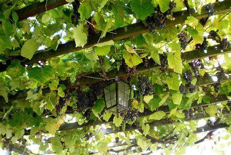 grape vine and arbor | Garden vines, Pergola designs, Pergola