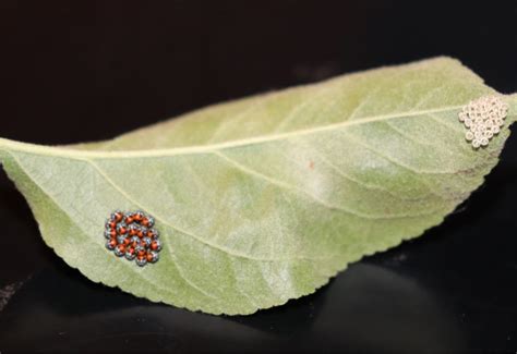 Newly Hatched Brown Marmorated Stink Bug Eggs - What's That Bug?