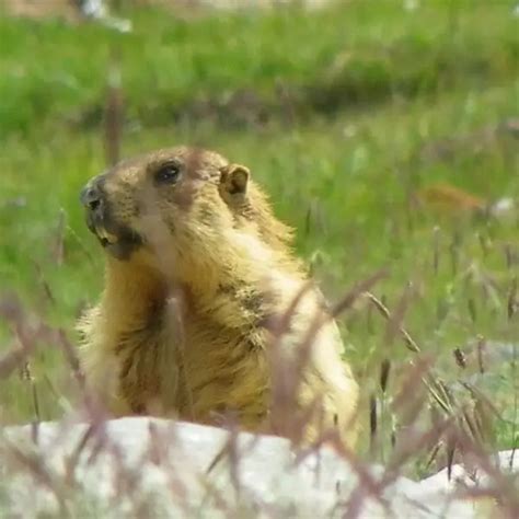 Long-tailed marmot - Facts, Diet, Habitat & Pictures on Animalia.bio