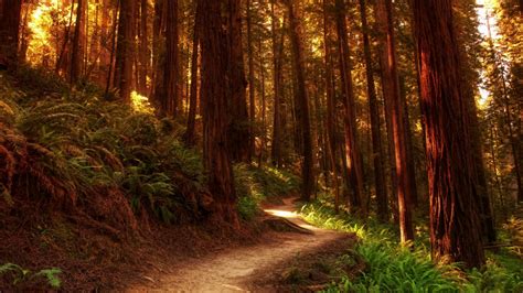 Redwood forest path wallpaper - backiee