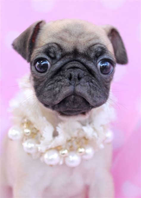 Teacup Pug Puppy for Sale ** Want additional info on pet dogs? Click on the image. | Pets, Pug ...