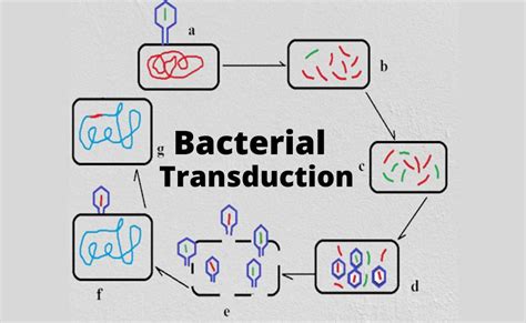 What is Transduction in Bacteria?-Mechanism and Types