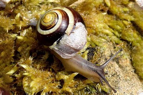 Snails and Shell Problems. Causes and How to Fix - Shrimp and Snail Breeder