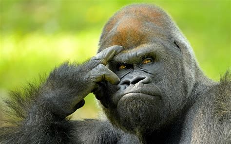 7 Interesting Facts About Gorillas Most People Don’t Know - trpro.net