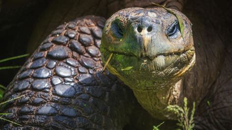 Unique Galapagos Islands Animals in Photos | BM Global News