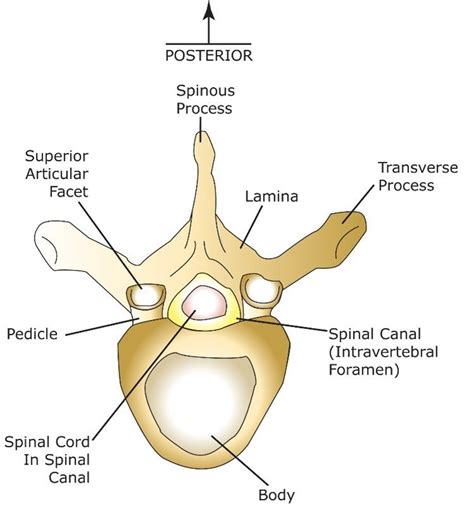 Vertebral Canal Anatomy