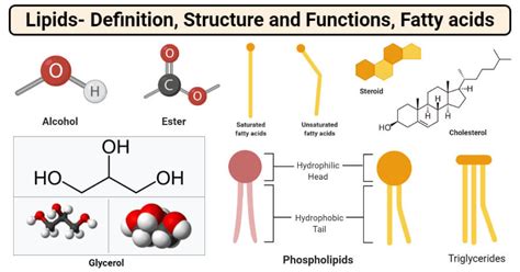 Lipids: Properties, Structure, Classification, Types,, 60% OFF