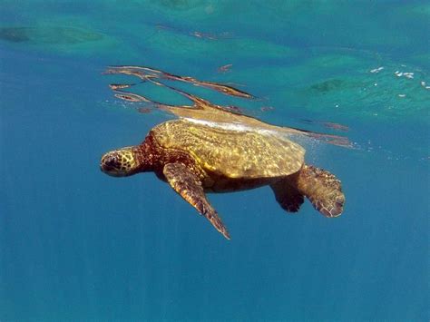 Honu #maui #turtle | Tropical animals, Animals, Maui