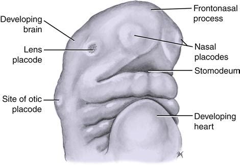 Maxillary Process Embryology