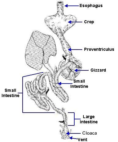 Crop Anatomy - Anatomical Charts & Posters