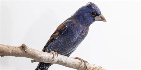 Blue grosbeak | Smithsonian's National Zoo