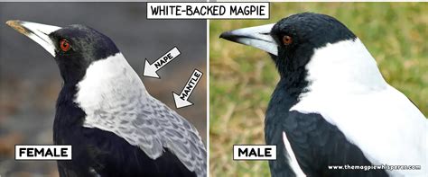 Feeding Australian Magpies - Tips to Keep Magpies Happy & Healthy – The Magpie Whisperer