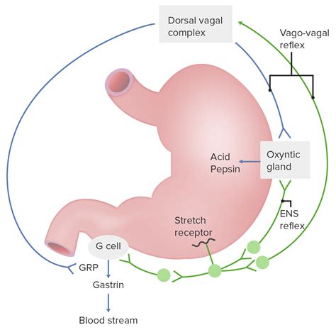 What Stimulates The Release Of Gastric Juice: Unveiling Digestive Triggers