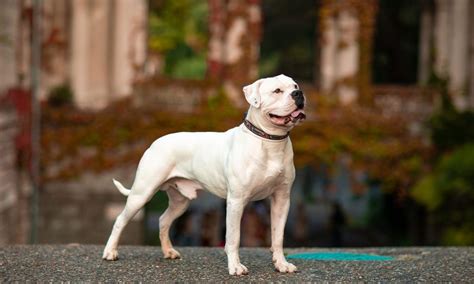 View 14 American Bulldog Mix With German Shepherd - wishquoteage