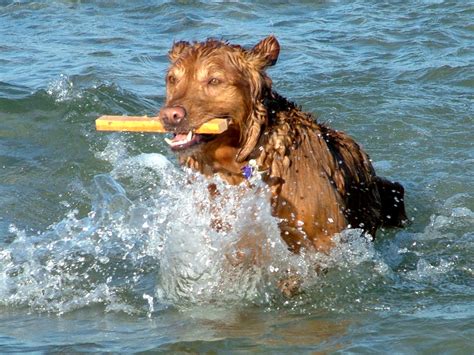 Dave Skoletsky | Massachusetts Dog Training