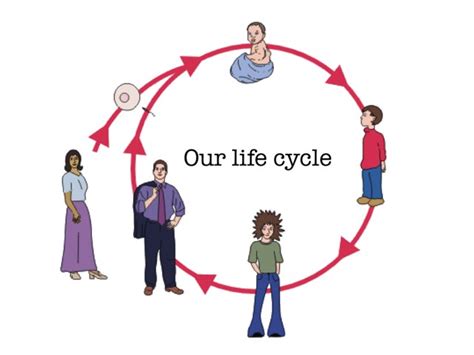 Human Life Cycle Diagram