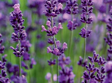 Your Ultimate Guide to Planting and Growing Aromatic Lavender - Sunset
