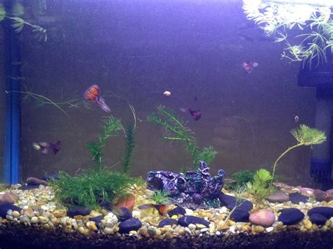 How to Build Aquarium. : 6 Steps (with Pictures) - Instructables